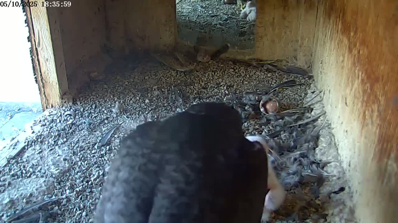 A dark-colored bird is seen in a gravelly nest box, surrounded by small stones, feathers, and possibly eggs or young birds.