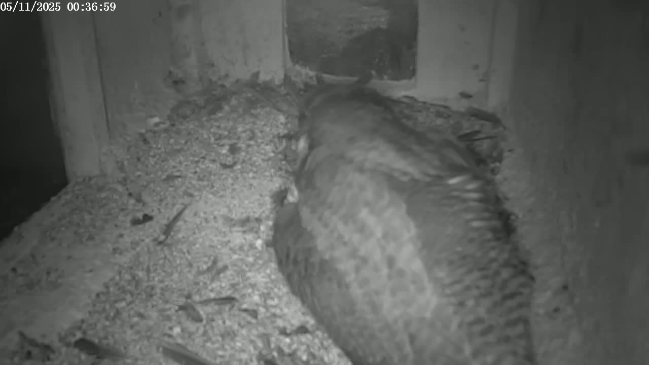 A large bird is nestled on a bed of debris inside a dark, confined space.