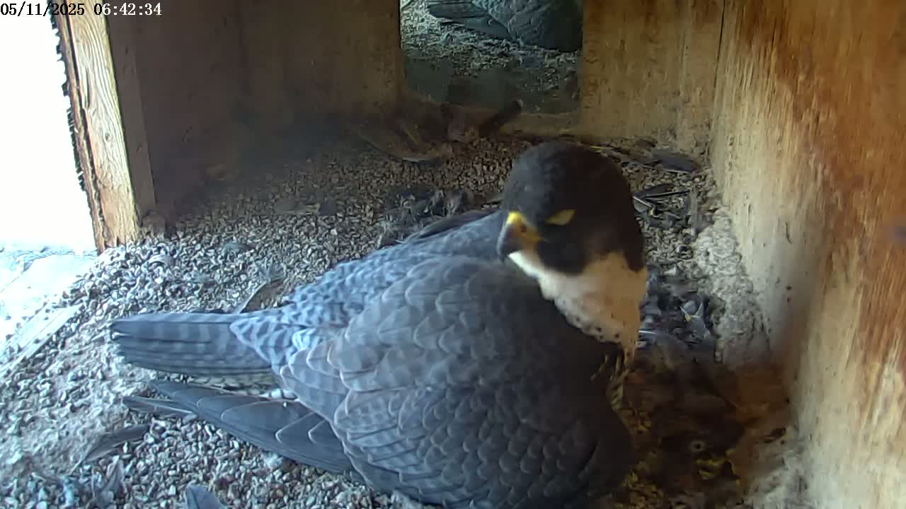 A peregrine falcon sits on a bed of gravel in a wooden nesting box.