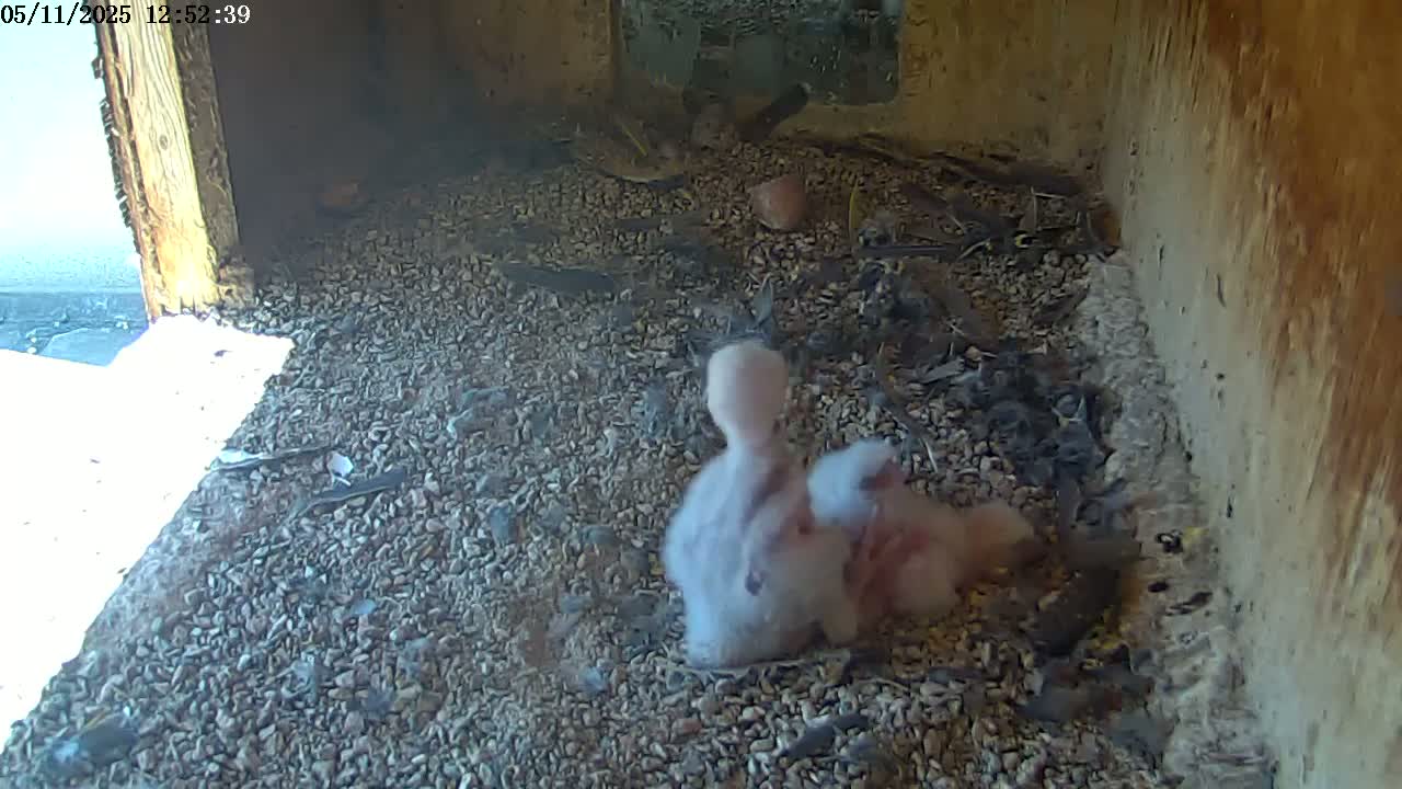 Two fluffy baby birds huddle together on a bed of small stones and debris inside a wooden structure.