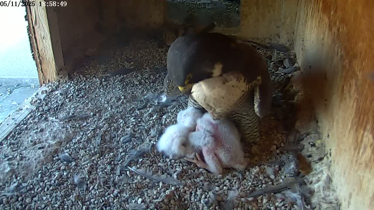 A peregrine falcon sits on a bed of gravel in a wooden box, tending to its fluffy chicks.