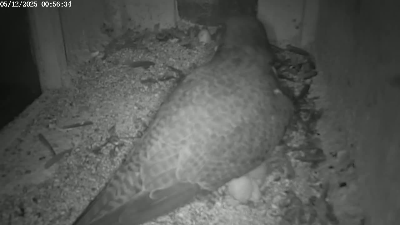 A large bird with speckled plumage sits on a nest of debris, partially covering several eggs in low-light conditions.