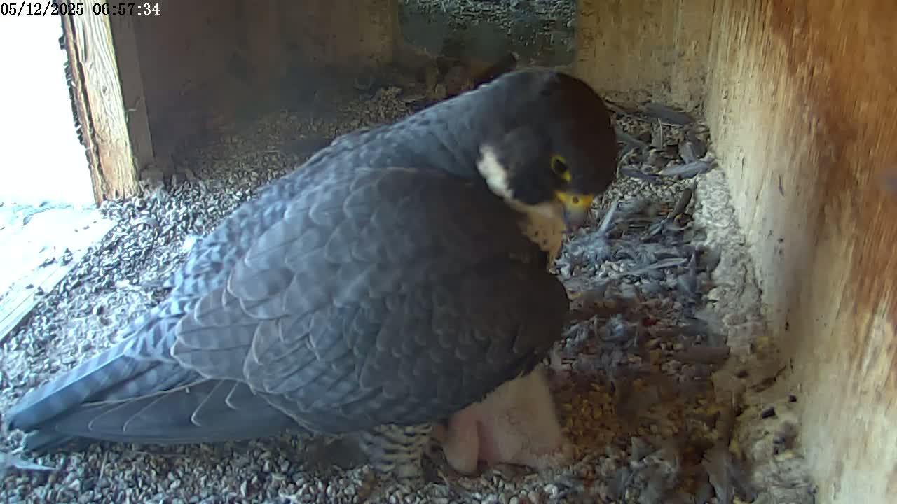 A peregrine falcon sits on a bed of gravel and debris in a dark, wooden enclosure, tending to a small, light-colored bird.