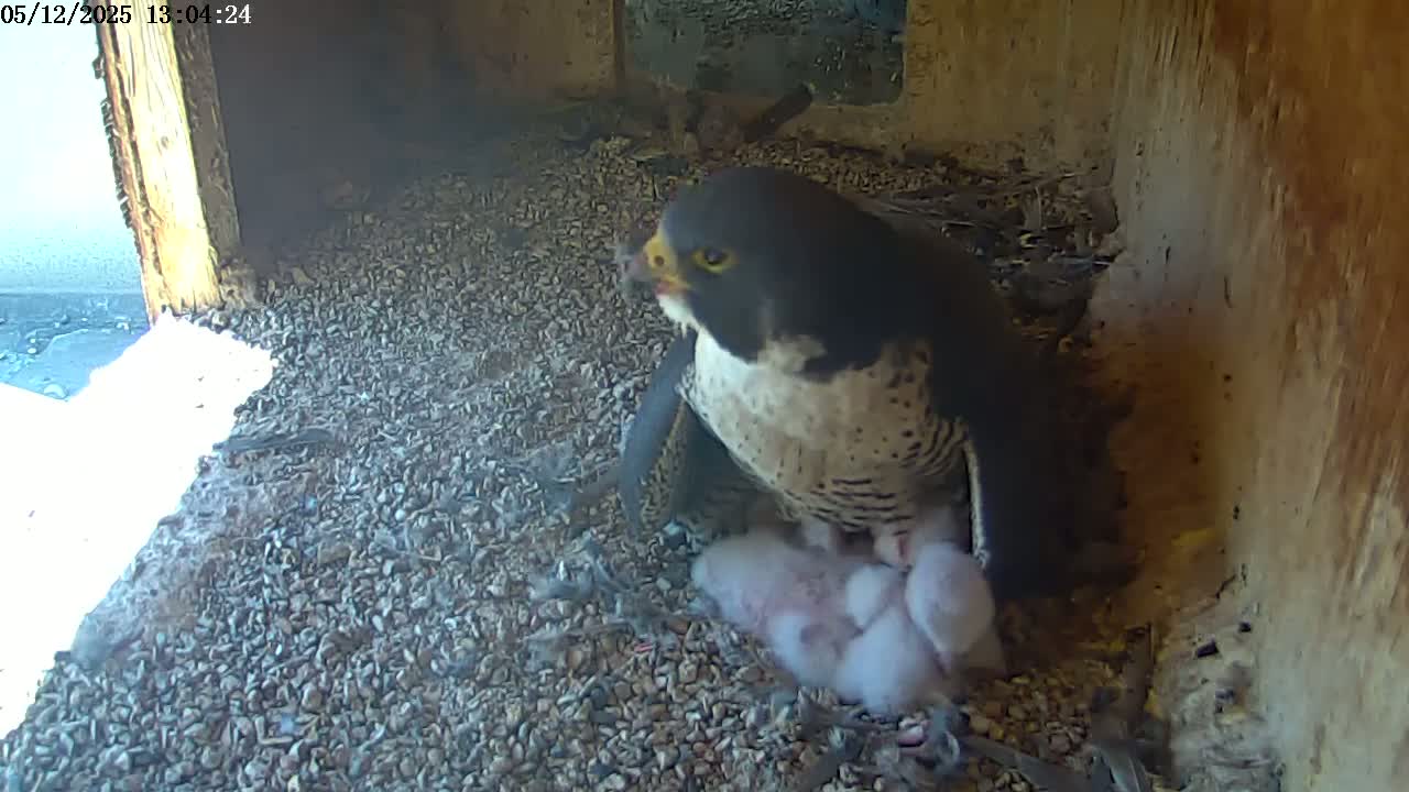 A peregrine falcon sits on a bed of gravel in a nest box, brooding several fluffy nestlings.