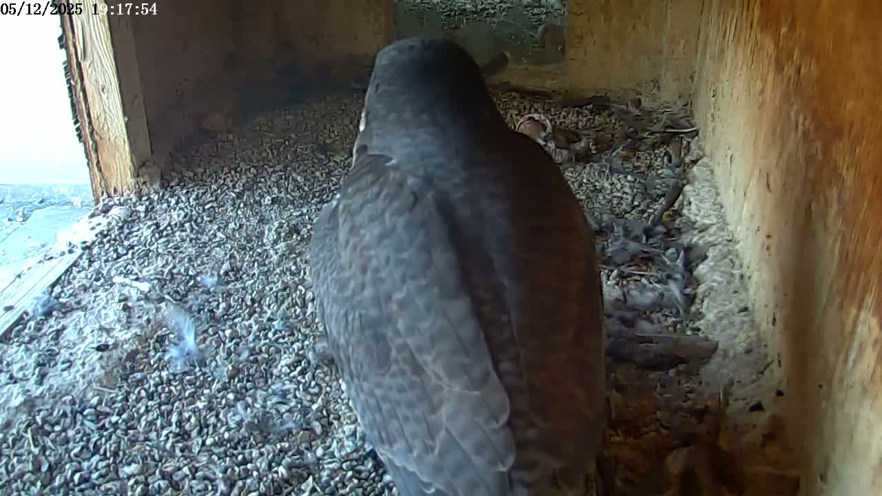 A dark-colored bird, possibly a falcon, stands amidst a bed of small, gray rocks and several smaller birds inside a wooden enclosure.