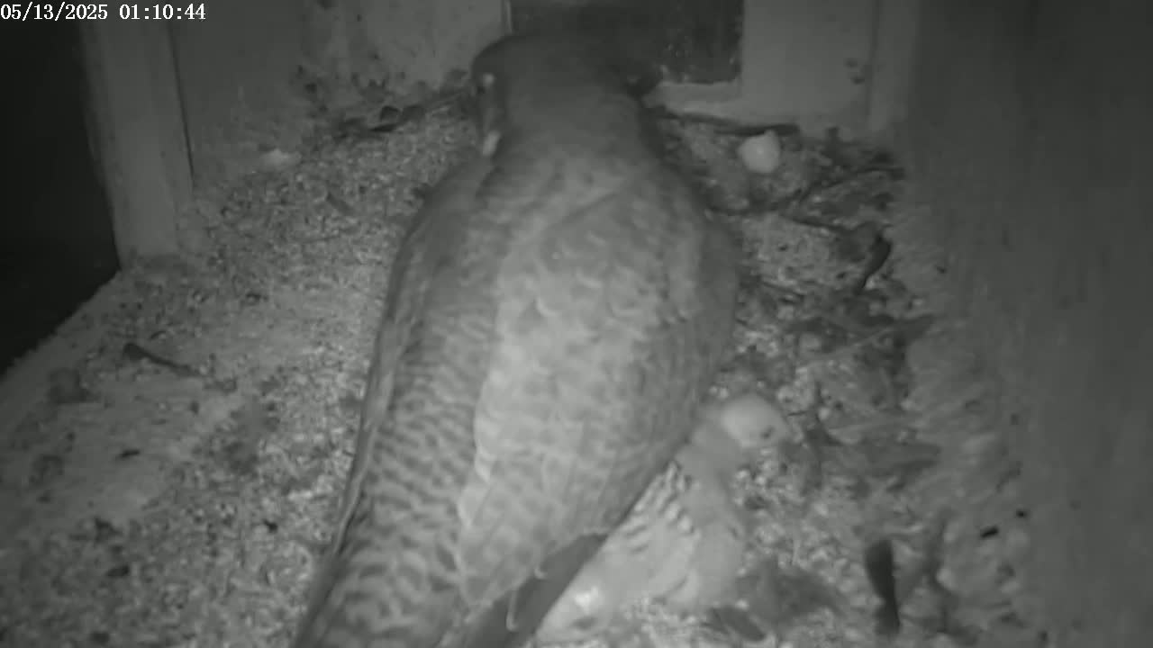 New Hampshire , Manchester City Skyline & Falcons Life Live Cam 2 - Manchester, Hillsborough, New Hampshire, USA