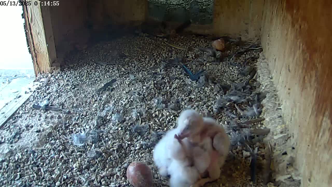 Two fluffy white birds huddle together in a nest made of small stones and debris, partially sheltered within a wooden structure with a view of a bright outdoor area.