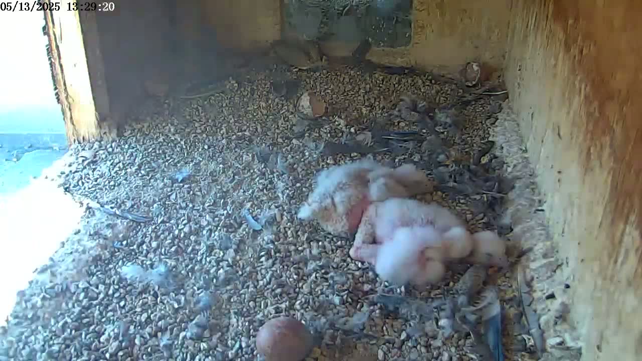 Two fluffy, light-colored baby birds huddle together on a bed of small stones and debris inside a box-like structure with a partially visible, bright exterior.