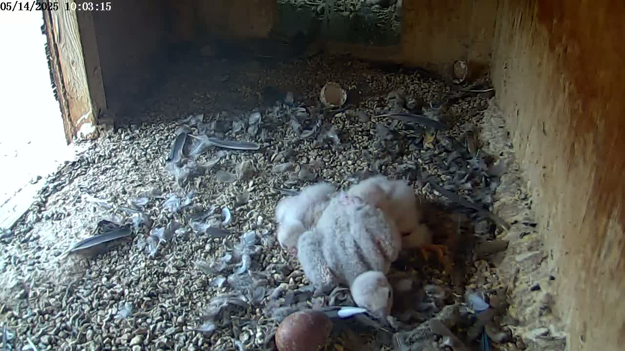 A group of fluffy gray baby birds huddle together on a bed of gravel and feathers in a dimly lit box, with daylight visible through an opening.