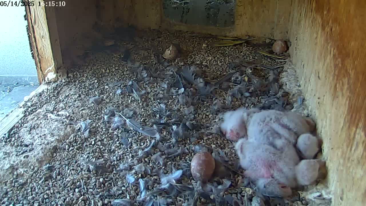 A fluffy gray bird lies on a bed of gravel and feathers inside a wooden box.