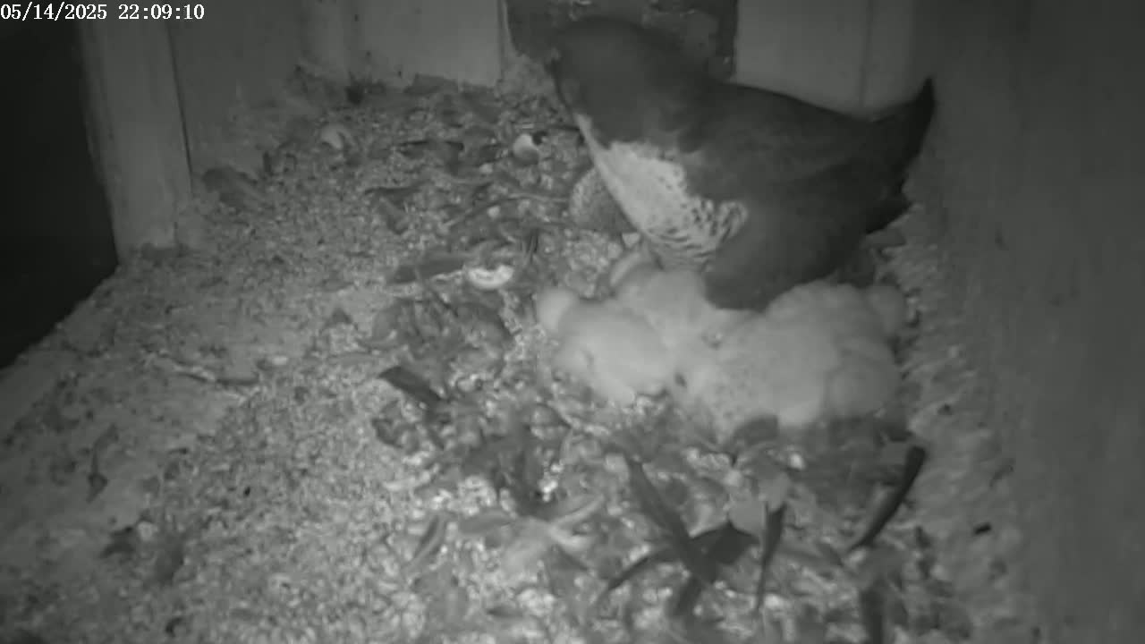 New Hampshire , Manchester City Skyline & Falcons Life Live Cam 2 - Manchester, Hillsborough, New Hampshire, USA