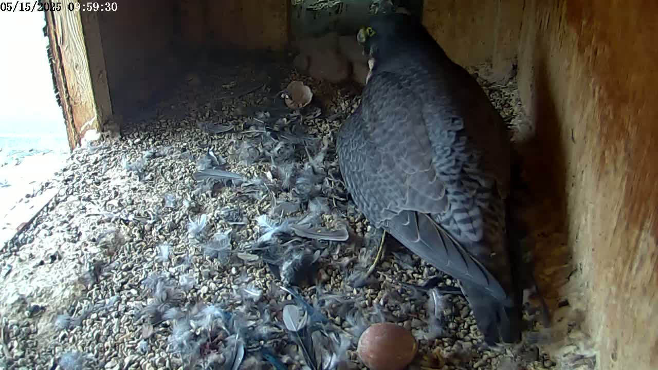 A peregrine falcon sits in a nest filled with small rocks, feathers, and eggshells, partially visible through an open wooden structure.