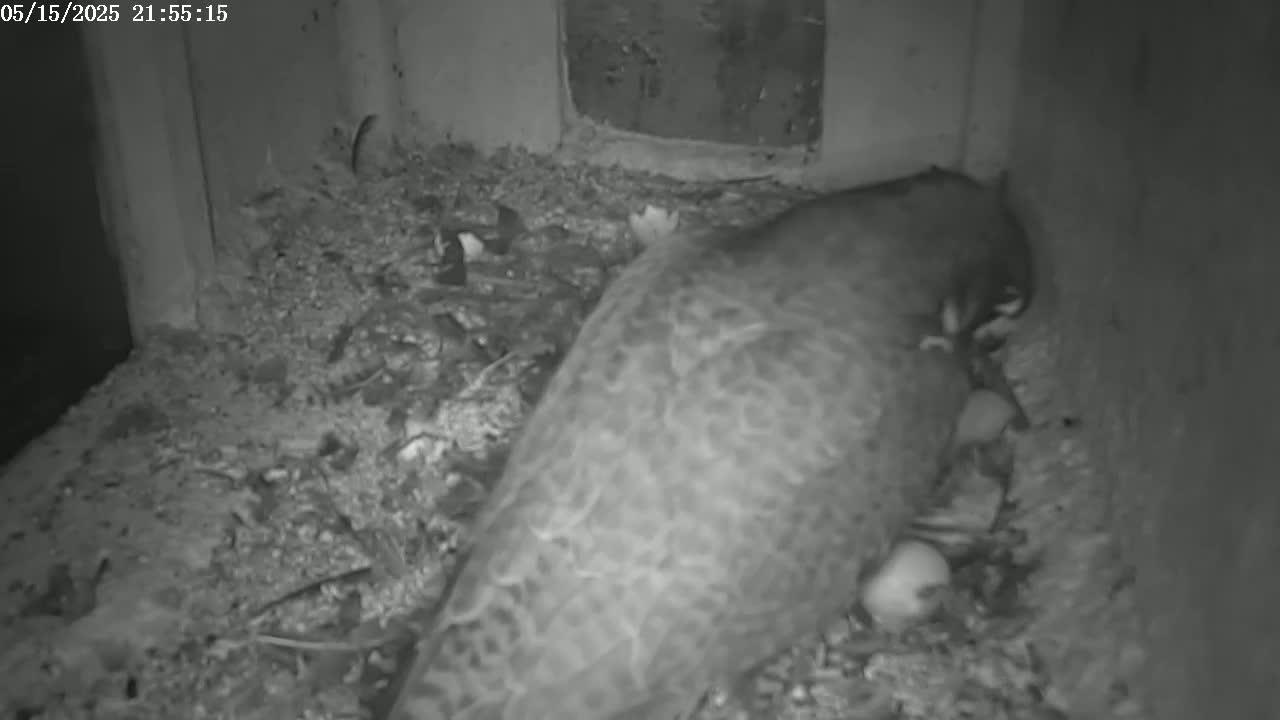 New Hampshire , Manchester City Skyline & Falcons Life Live Cam 2 - Manchester, Hillsborough, New Hampshire, USA