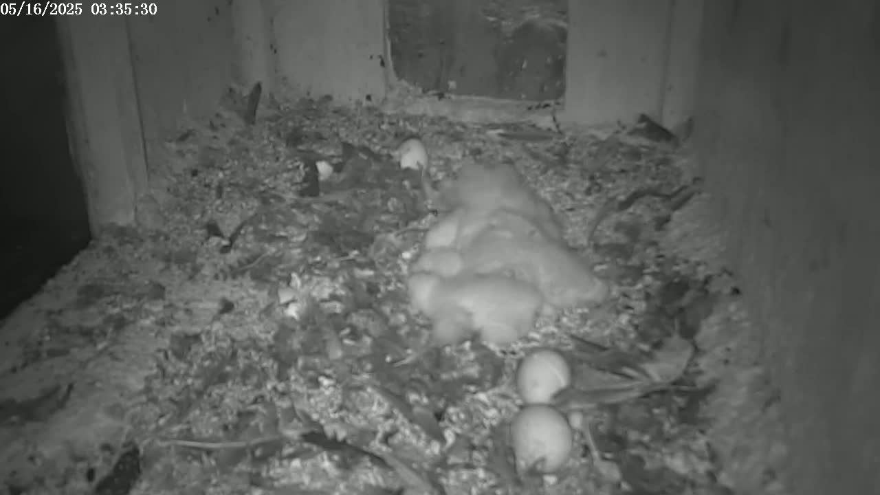 A cluster of baby birds sits amidst eggs and nesting material in a dark, enclosed space.