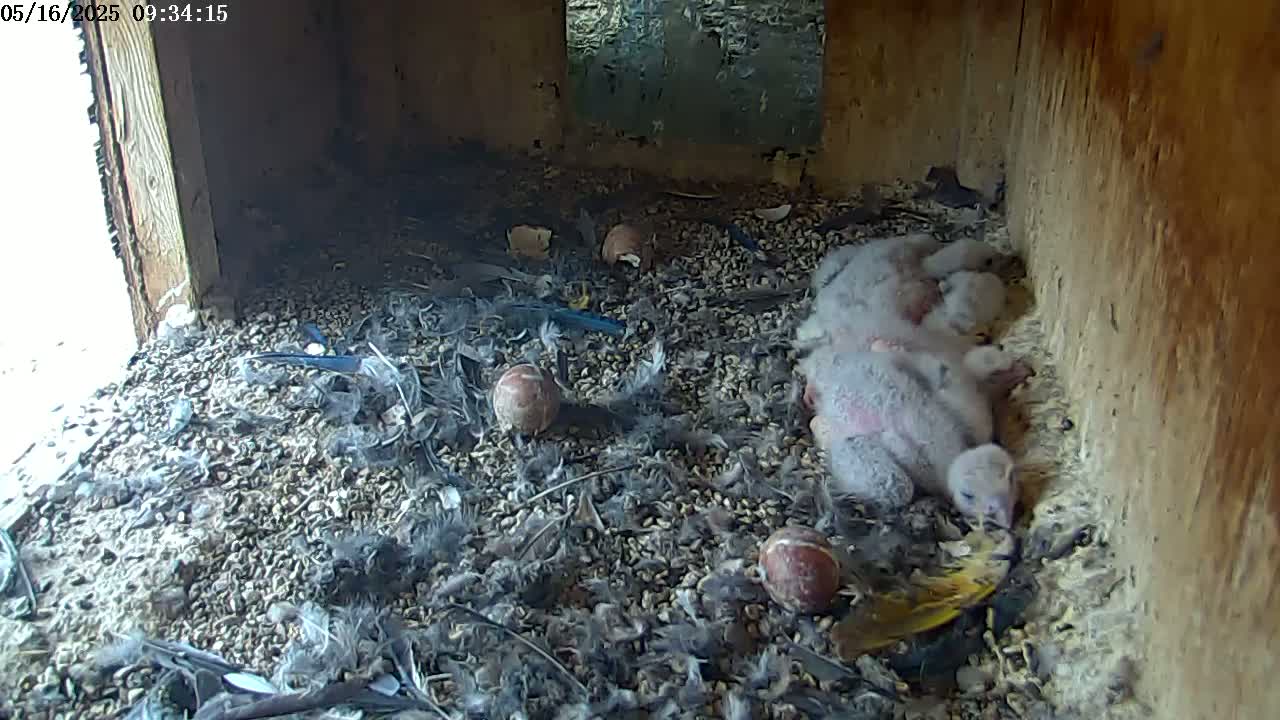 A group of fluffy gray baby birds huddle together on a bed of gravel and feathers inside a wooden box, with two reddish-brown round objects nearby.