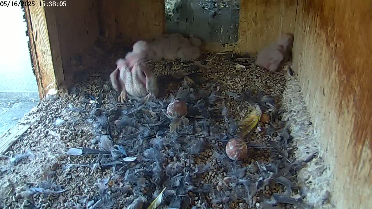 Several young birds are nestled amongst feathers and small stones inside a wooden box with a view of the outdoors.