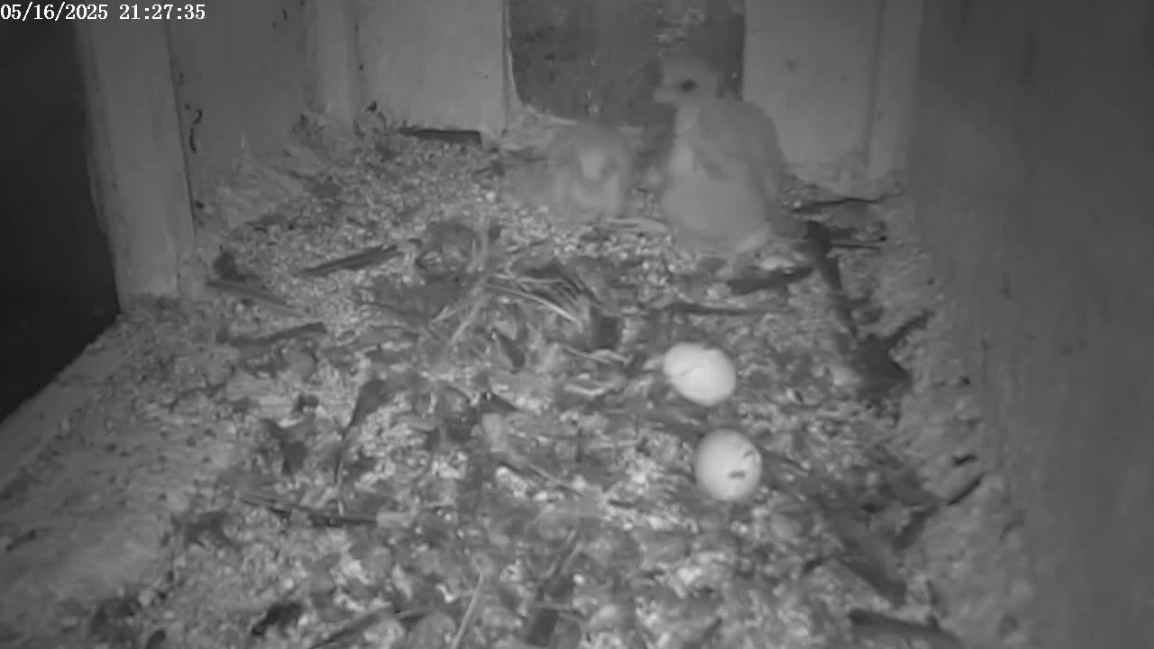 New Hampshire , Manchester City Skyline & Falcons Life Live Cam 2 - Manchester, Hillsborough, New Hampshire, USA