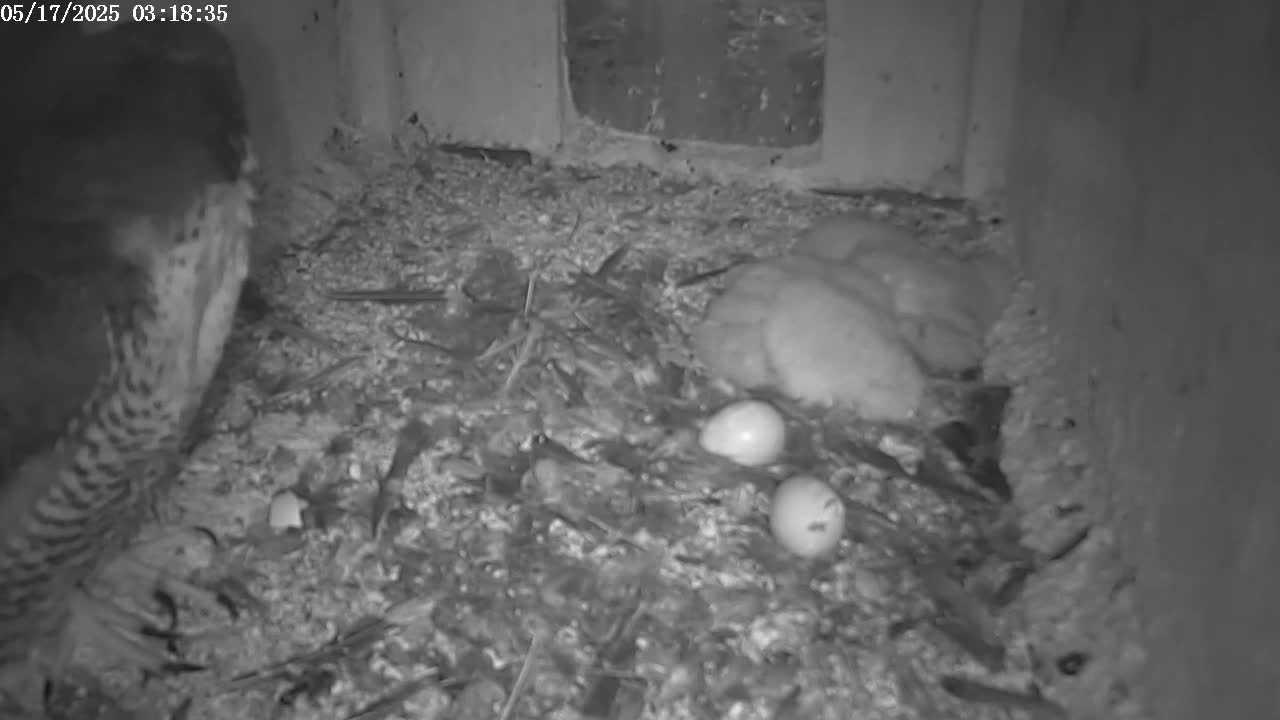 A bird is partially visible in a dark, cluttered nest containing several eggs and young birds.