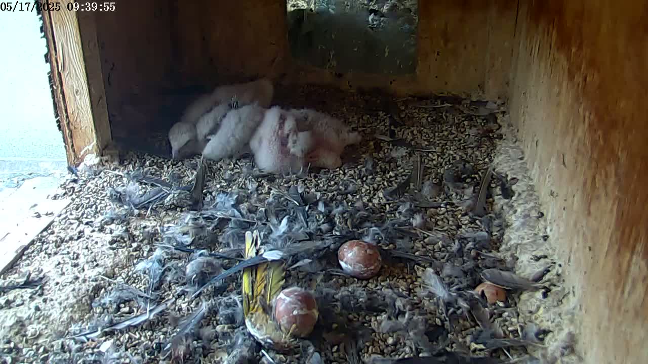 Three fluffy white birds huddle together in a wooden box filled with small stones, feathers, and two eggshells.