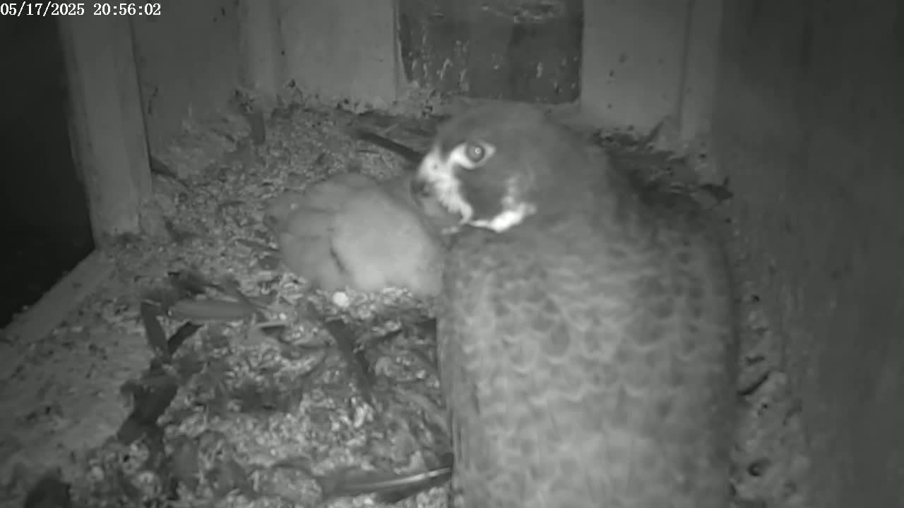 New Hampshire , Manchester City Skyline & Falcons Life Live Cam 2 - Manchester, Hillsborough, New Hampshire, USA