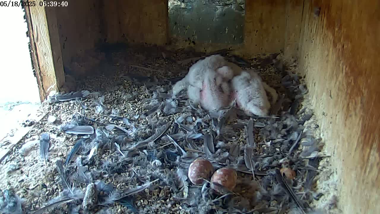 A cluster of fluffy gray baby birds huddle together in a nest filled with feathers and small pebbles, with two speckled eggs nearby in a wooden box with a small opening to the outside.