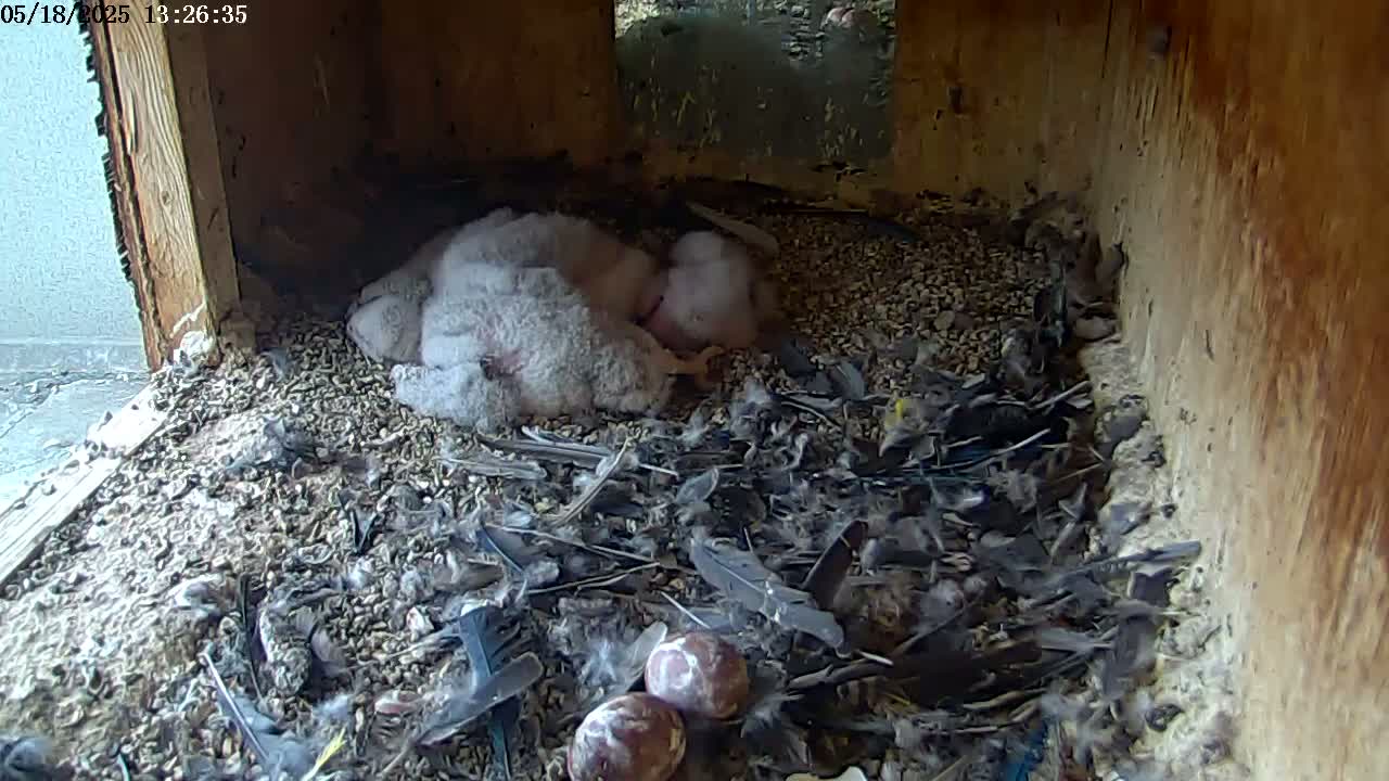 Several fluffy gray owlets huddle together in a nest filled with small pebbles, feathers, and eggshells.