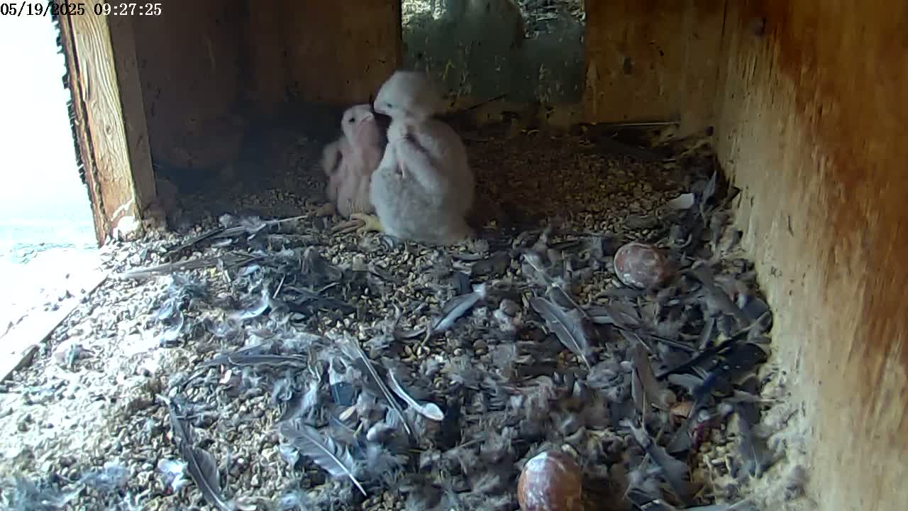 Two young birds are nestled together in a wood nest filled with debris and feathers,  partially visible through an opening.