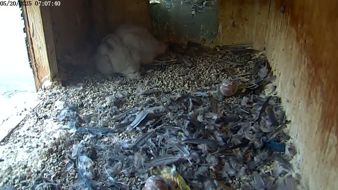 A bird rests on a bed of small stones and feathers inside a wooden structure, with a glimpse of a bright sky visible through an opening.