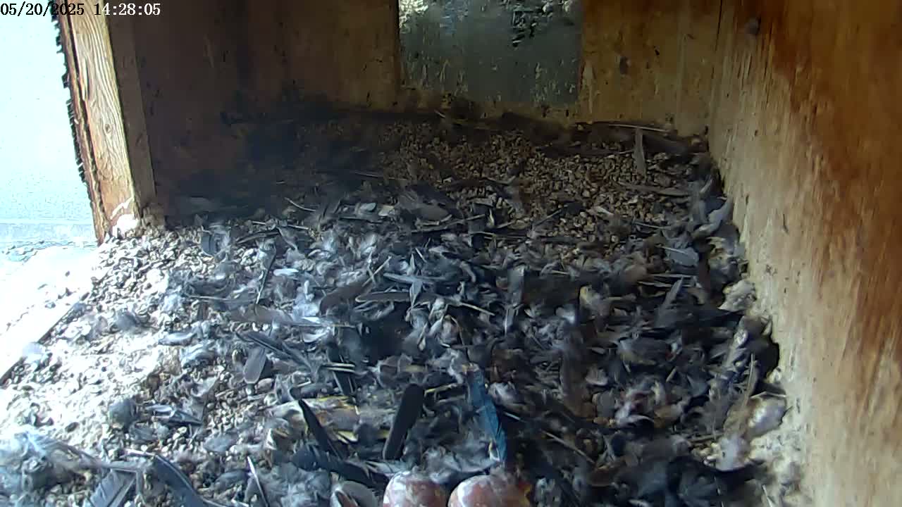 The interior of a wooden structure shows a large pile of dark feathers and small birds or bird parts on a bed of gravel.