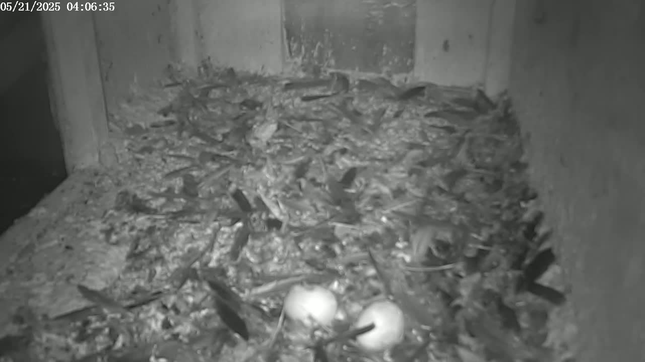 A nest containing two eggs is situated inside a dark, enclosed space.