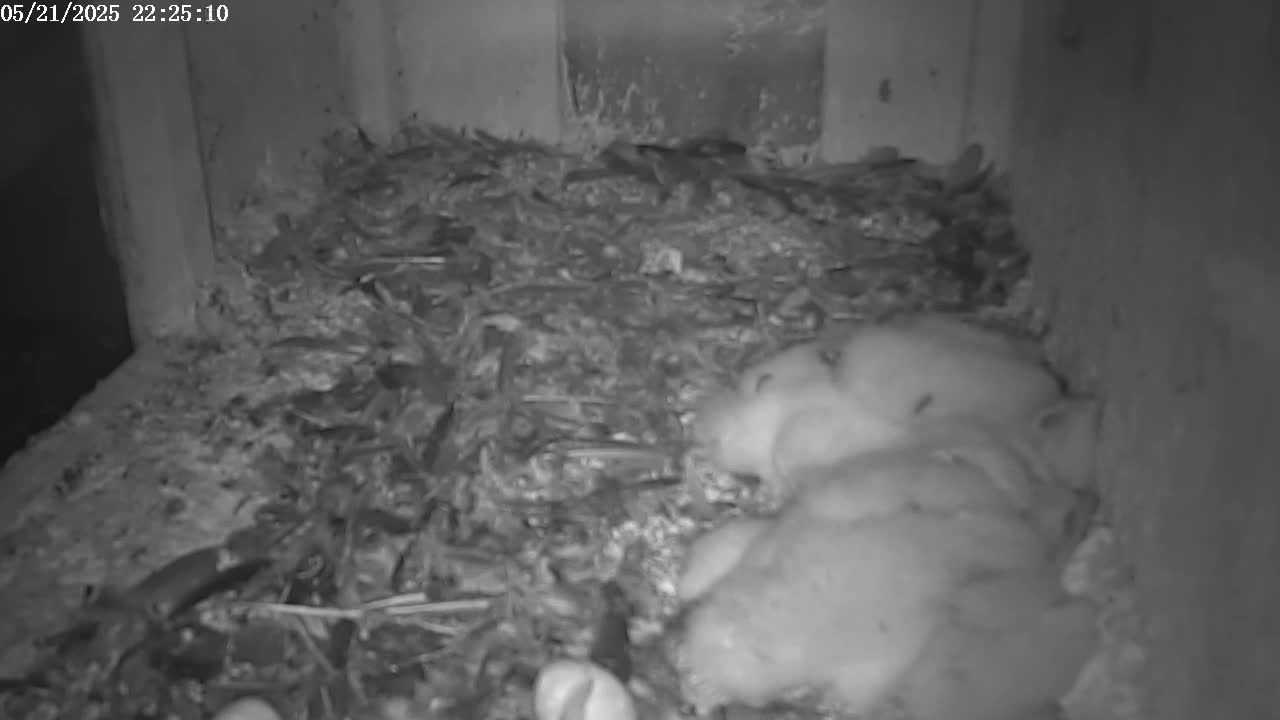 Several young birds are nestled together in a dark, cluttered nest.