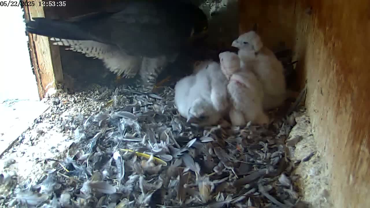 A peregrine falcon is partially visible over a nest of several fluffy, white falcon chicks nestled in a pile of debris and feathers.
