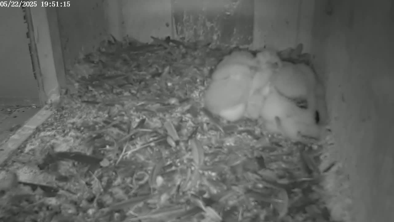 A group of light-colored birds huddle together in a nest of twigs and debris inside a dark enclosure.