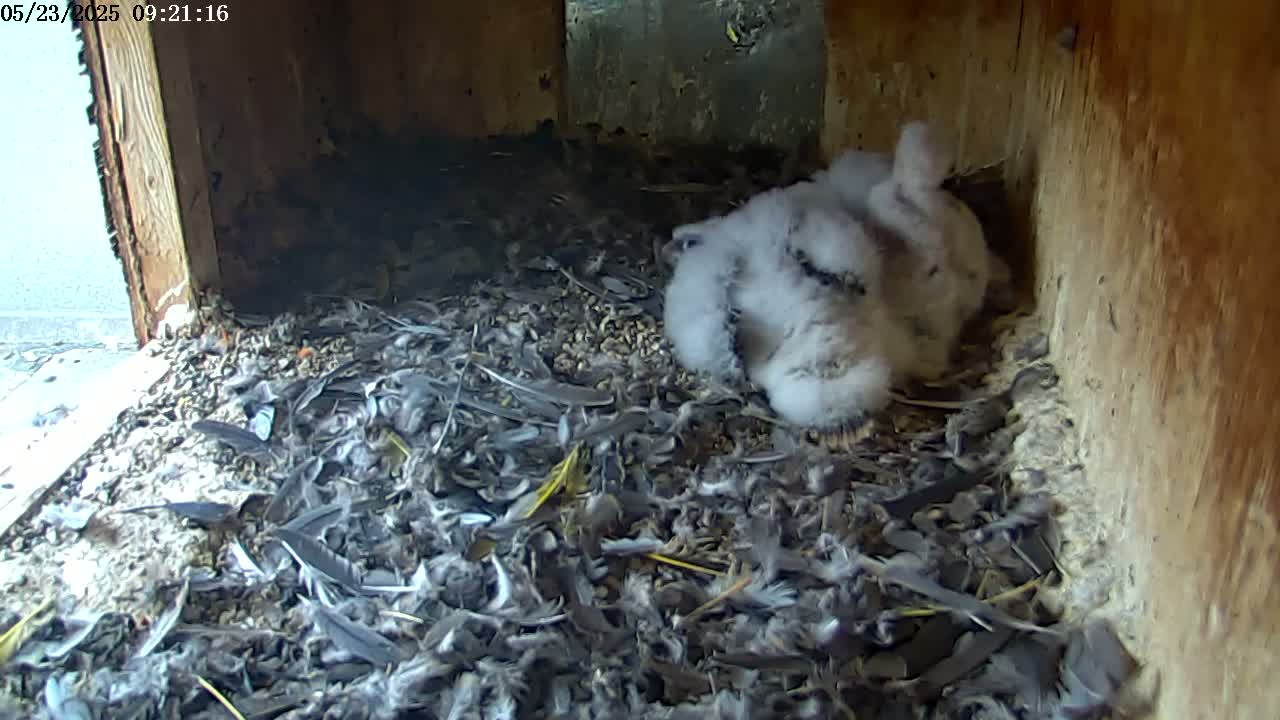 A group of fluffy, white baby birds huddle together in a nest filled with feathers and debris inside a wooden box.