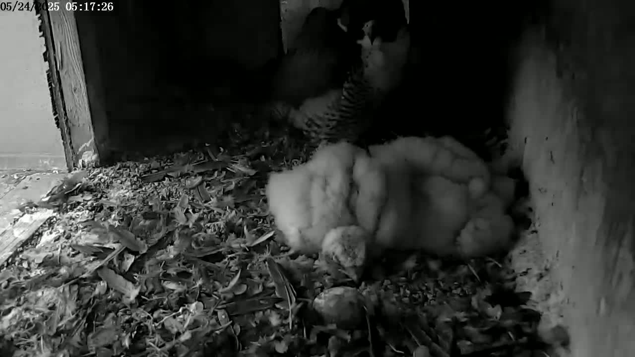 A bird tends to its fluffy, young in a dark, debris-filled nest.