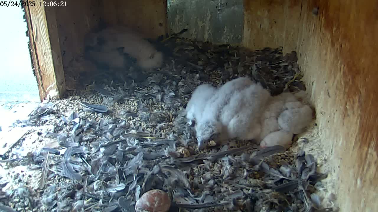 Several fluffy gray falcon chicks huddle together in a nest filled with debris and feathers inside a wooden box.