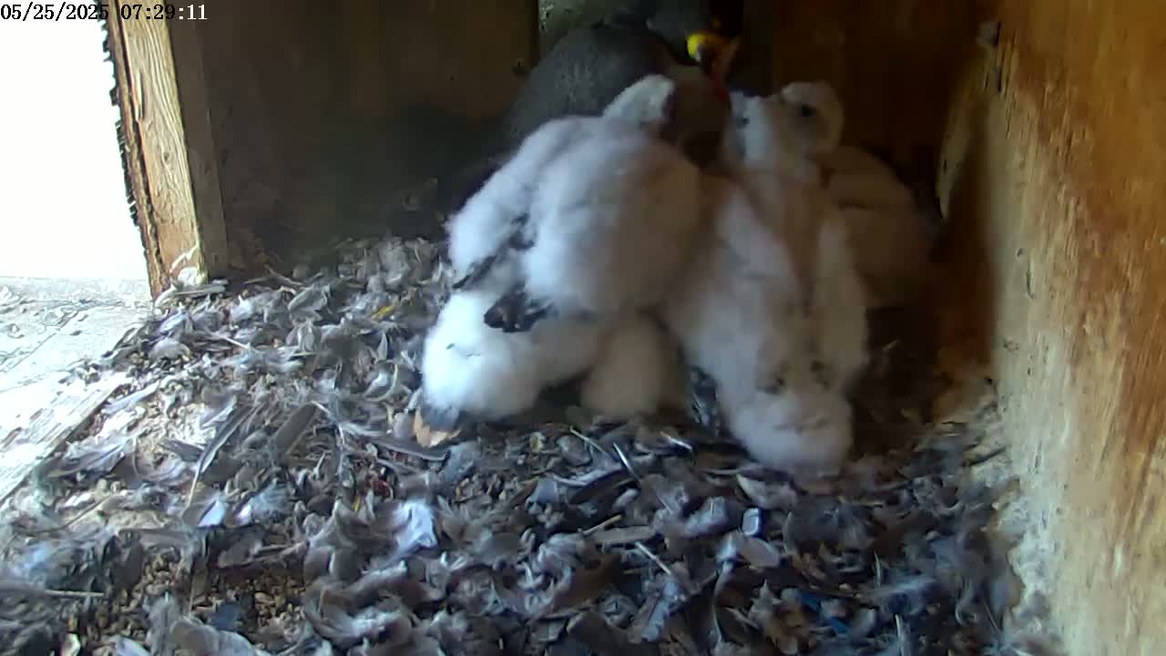 A group of fluffy, white baby birds huddle together in a nest filled with feathers and debris inside a wooden structure.