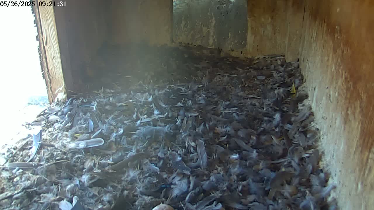 A birdhouse interior is filled with a dense layer of feathers, debris, and nesting material.