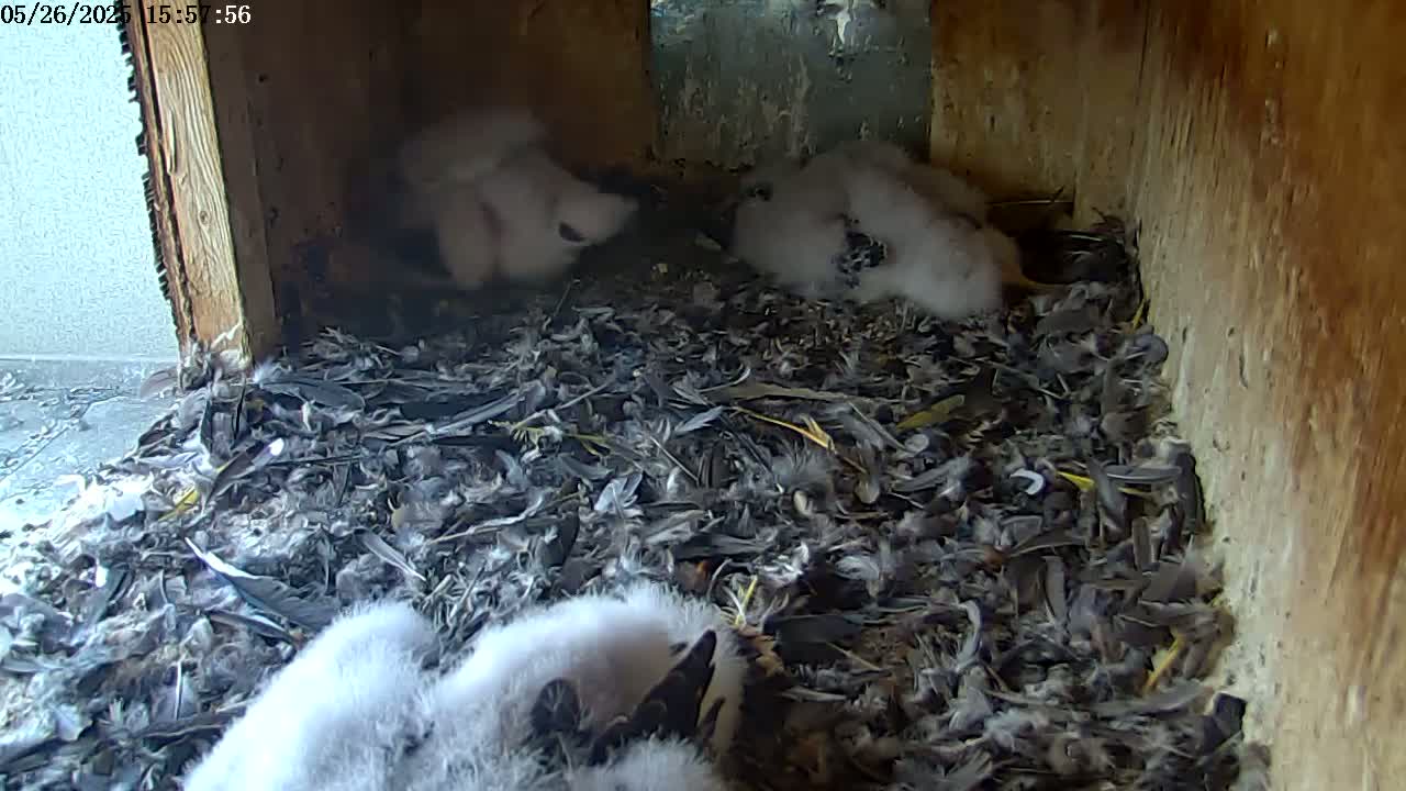 Several fluffy, white baby birds huddle together in a nest filled with feathers and debris inside a wooden structure.