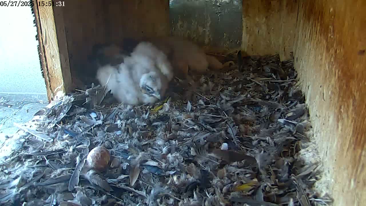 Several young birds are nestled in a debris-filled wooden box.