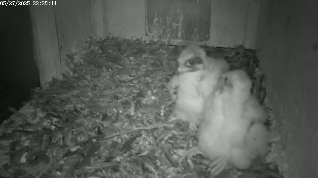 Two fluffy young birds huddle together in a nest of twigs and debris in low-light conditions.