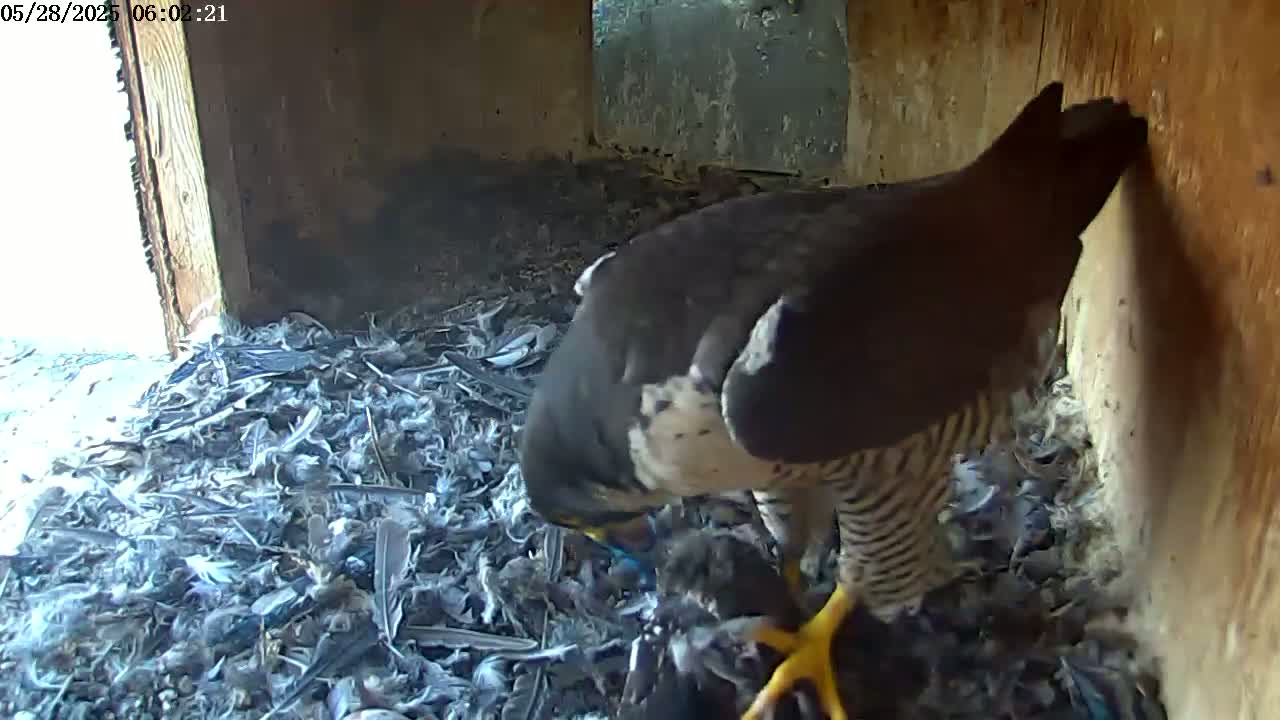 A peregrine falcon is seen eating prey amidst a pile of feathers and debris inside a wooden box.