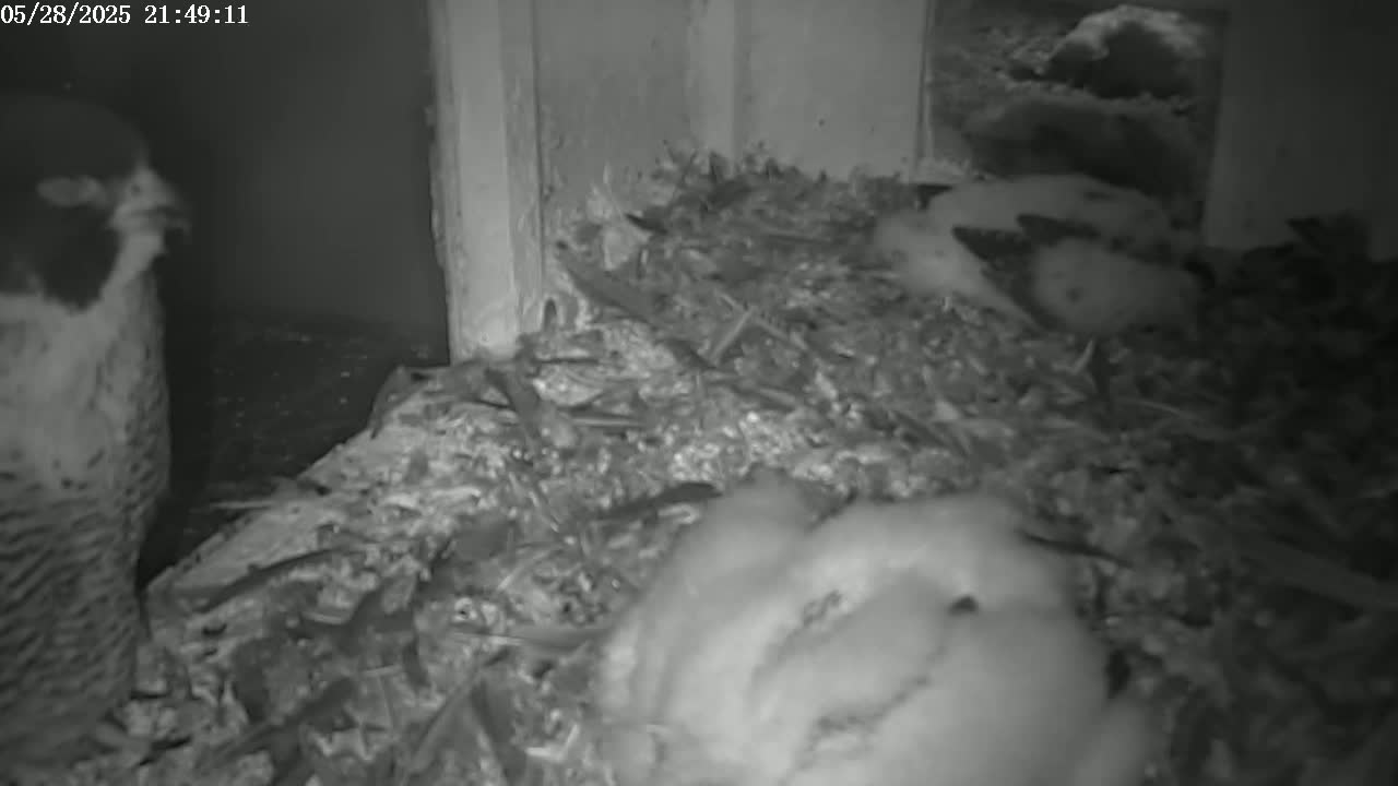 A peregrine falcon is perched near a nest containing several fluffy young birds in a dark, indoor environment.