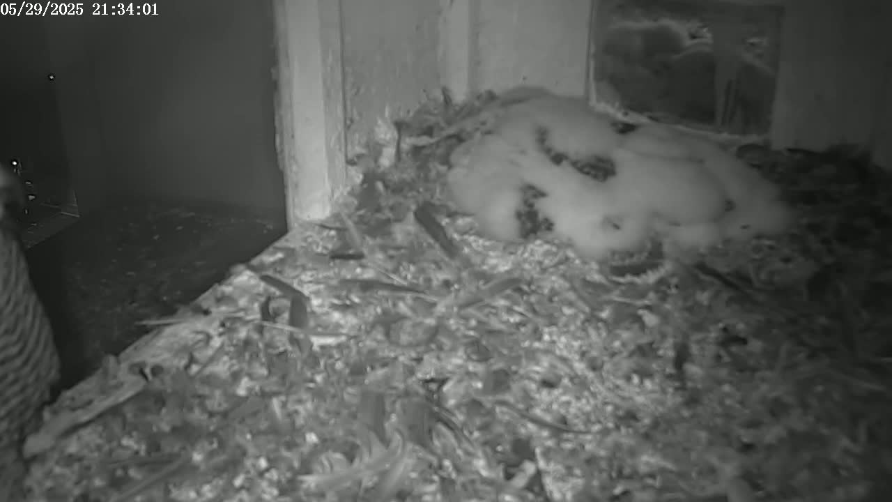 A cluster of fluffy white birds rests on a bed of debris in a dimly lit indoor space.