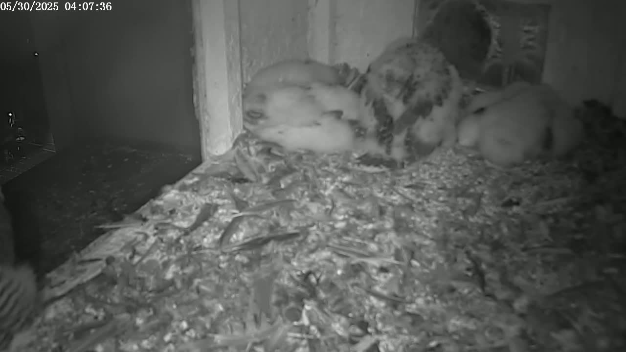 A group of small birds huddle together on a bed of nesting material inside a dark enclosure.
