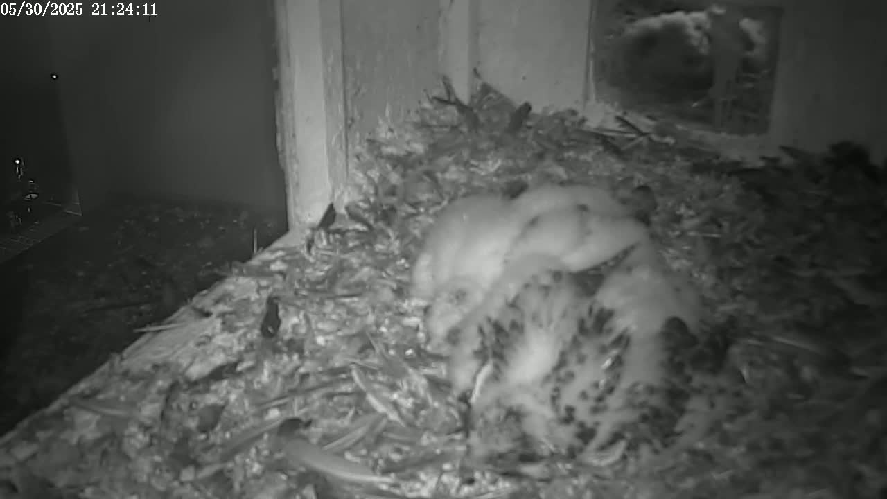 A group of young birds huddle together in a nest at night.