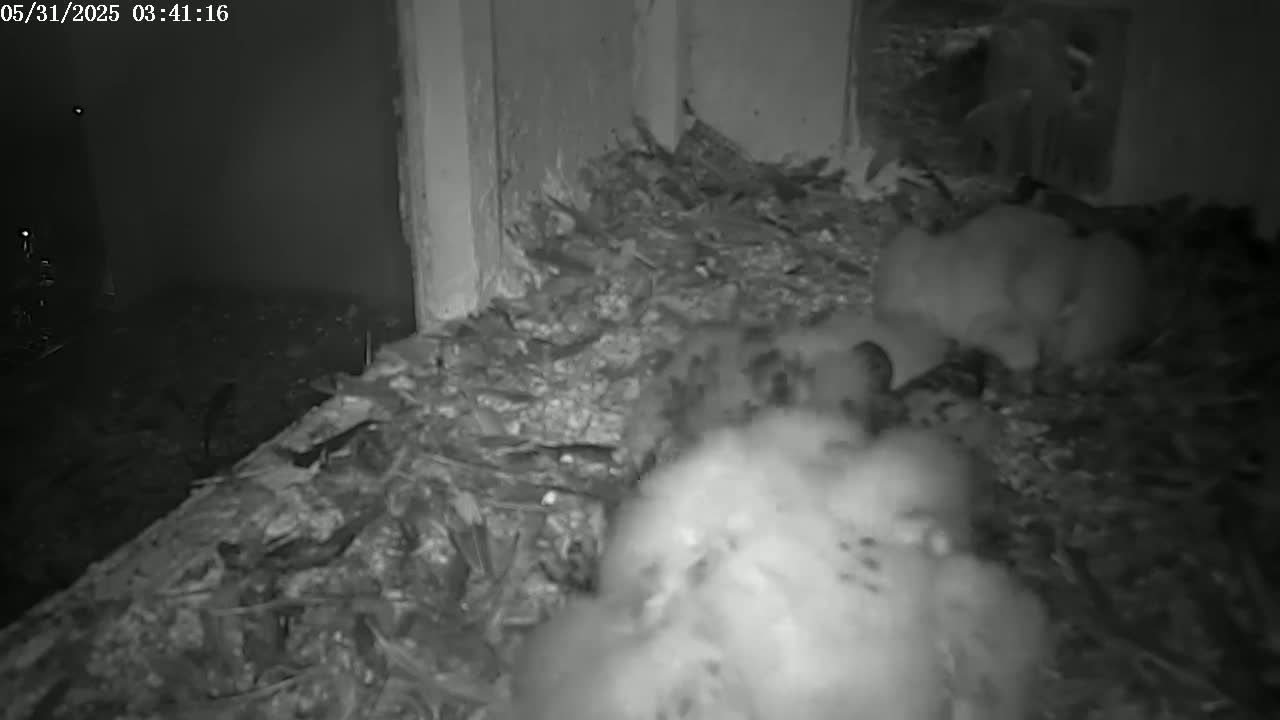 Several fluffy, light-colored birds huddle together on a bed of twigs and debris in a dark, indoor nest.