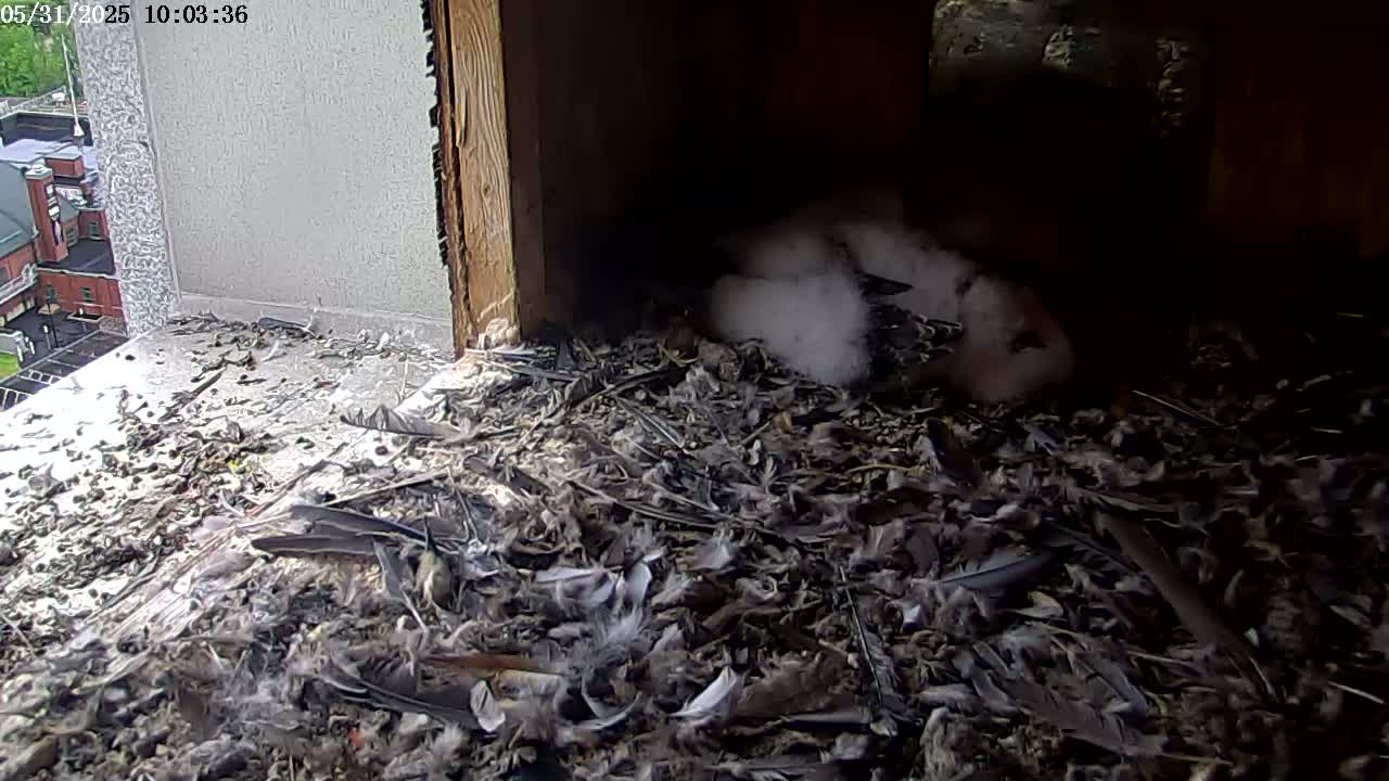 Several fluffy white birds are nestled together in a dark, debris-filled crevice, partially obscured by feathers and other nesting material.