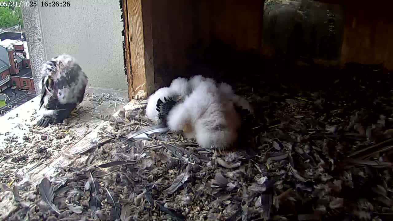 Two young, fluffy birds sit amidst a pile of debris and feathers near a window, with another slightly older bird nearby.