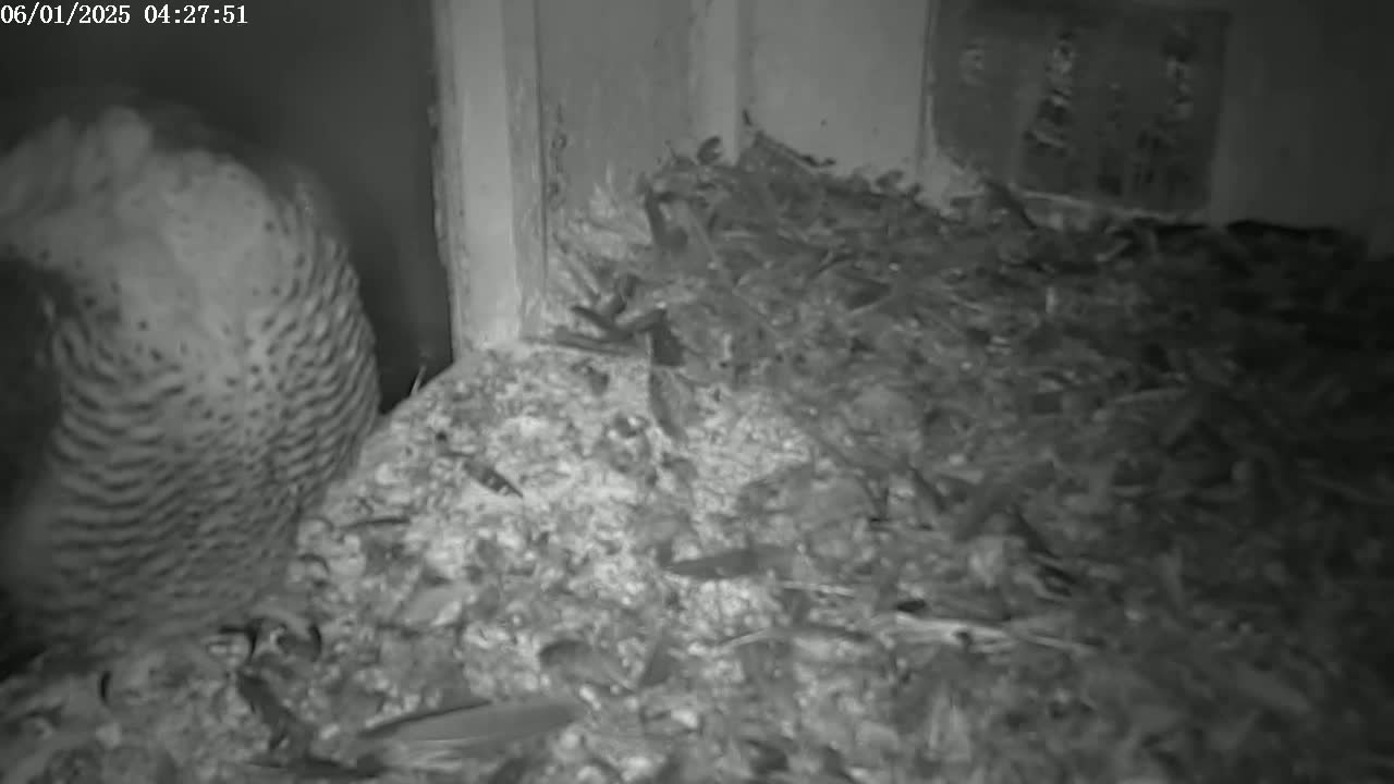 A bird, possibly an owl, sits in a nest filled with debris in a dark, enclosed space.